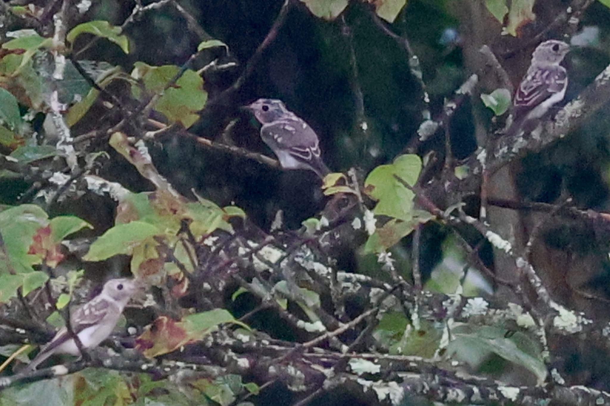 Asian Brown Flycatcher