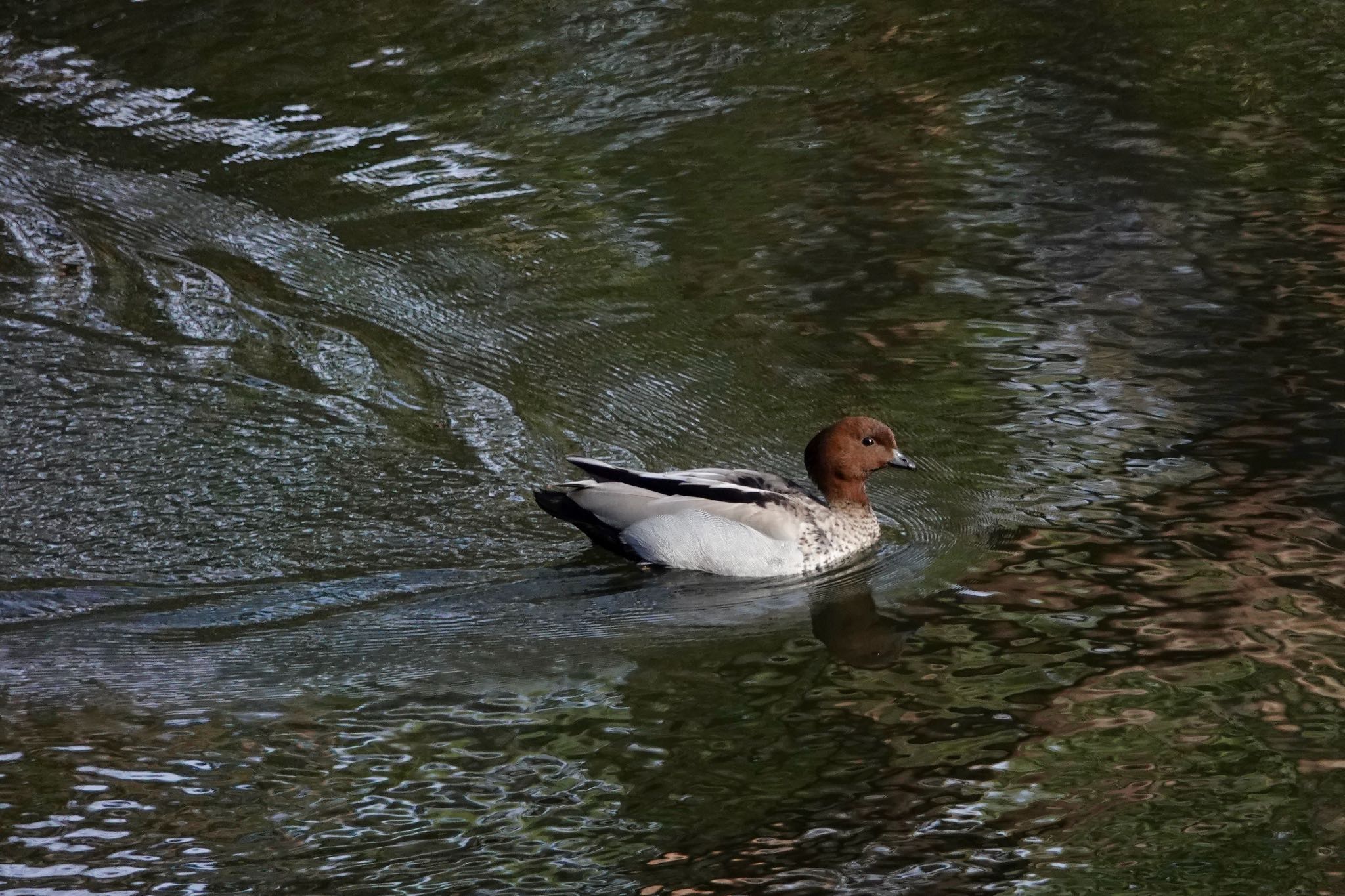 Maned Duck