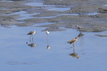 Sat, 8/19/2023 Birding report at 土留木川河口(東海市)