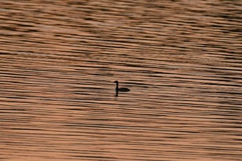 Little Grebe 津幡町 Sat, 8/19/2023