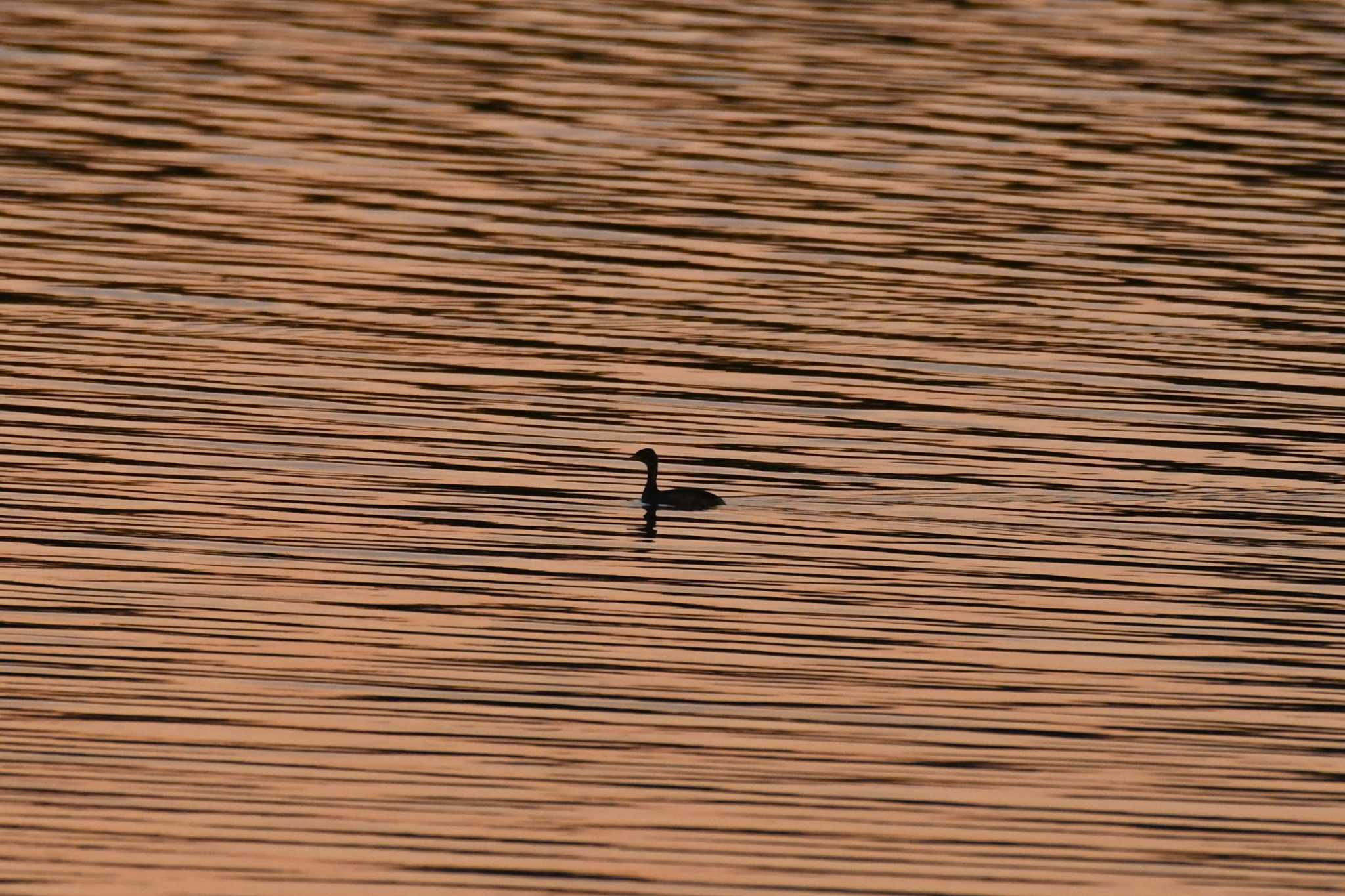 Photo of Little Grebe at 津幡町 by Semal