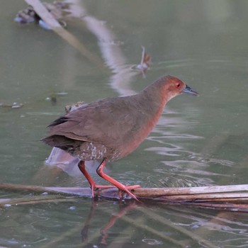 Ruddy-breasted Crake 勅使池(豊明市) Tue, 8/22/2023