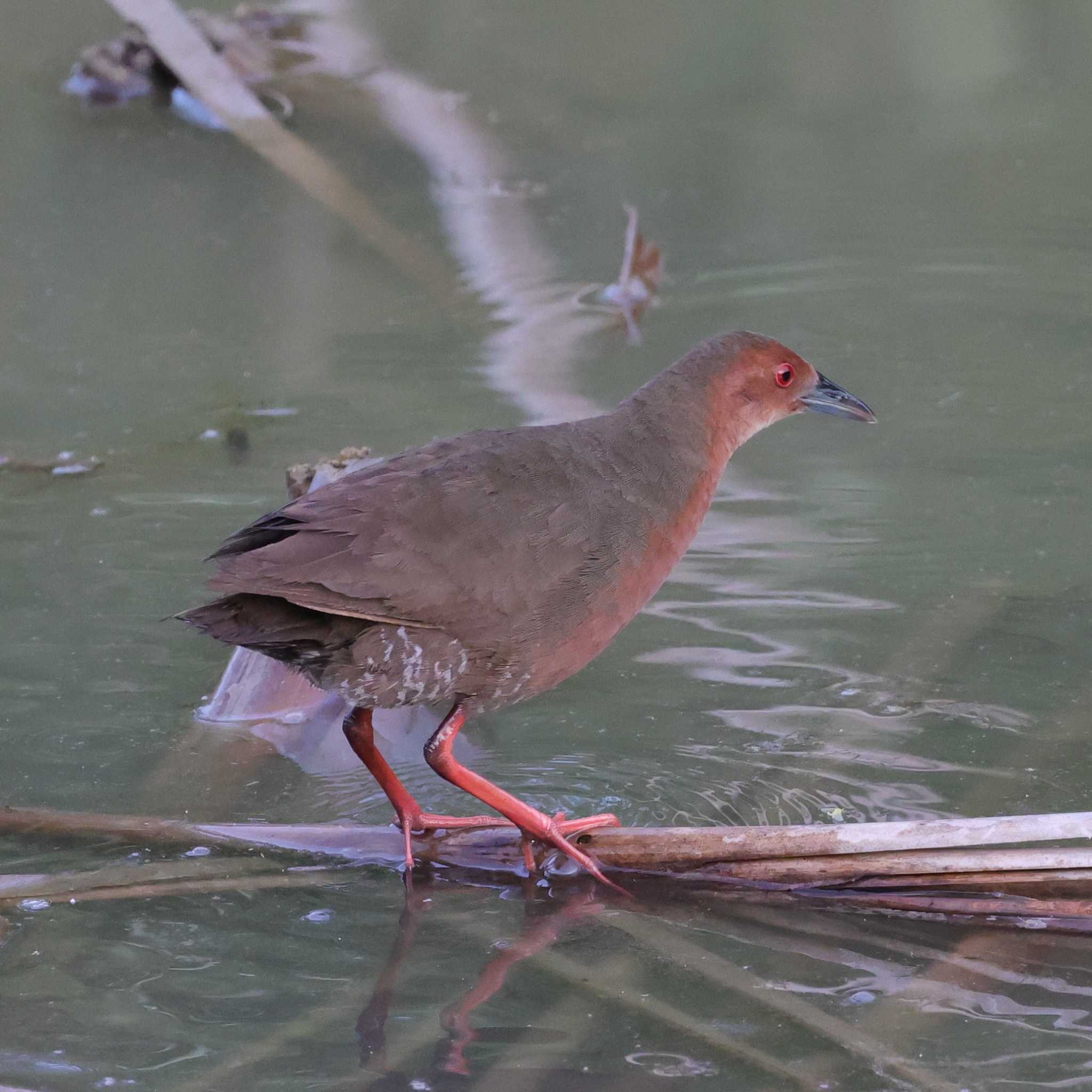 Photo of Ruddy-breasted Crake at 勅使池(豊明市) by toshi