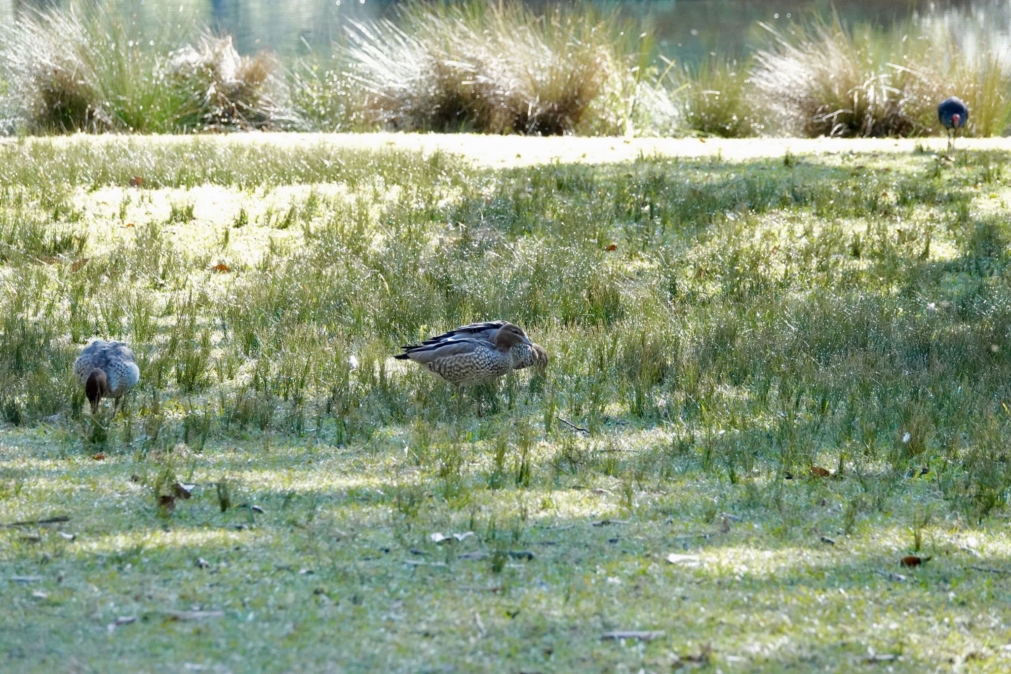 Maned Duck