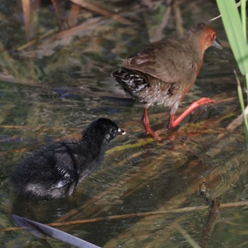 Ruddy-breasted Crake 勅使池(豊明市) Tue, 8/22/2023