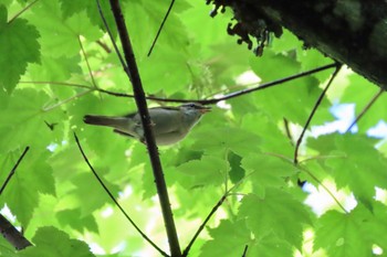 Sakhalin Leaf Warbler 奥日光 Fri, 6/16/2023