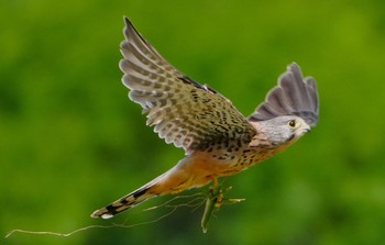 チョウゲンボウ 淀川河川敷 2023年8月22日(火)