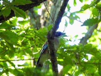 Eurasian Jay 伊香保森林公園 Sun, 8/20/2023