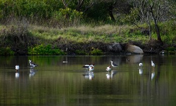 Red-necked Avocet シドニー Fri, 6/29/2018