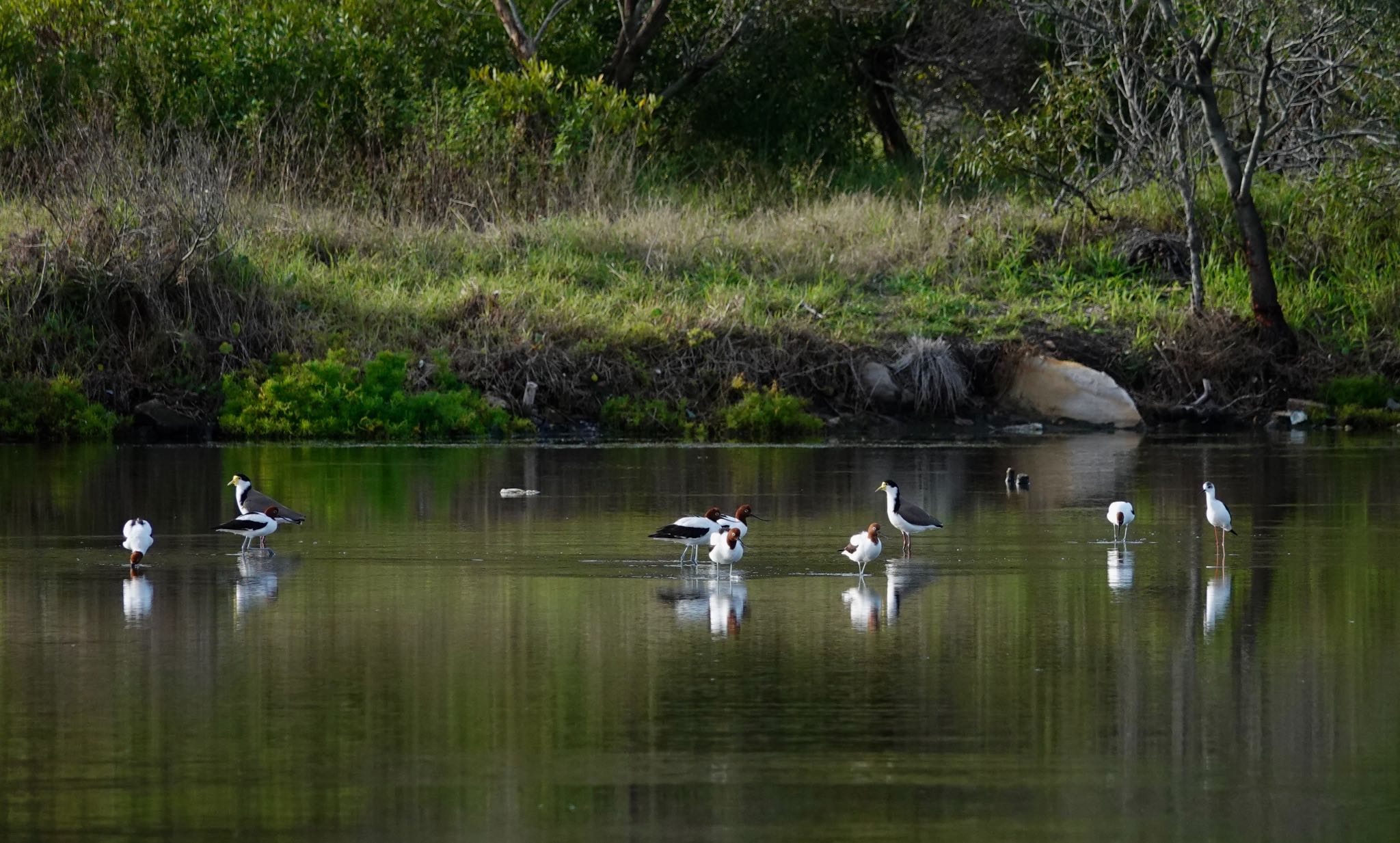 Red-necked Avocet