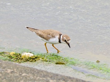 2023年8月13日(日) 日の出三番瀬沿い緑道の野鳥観察記録