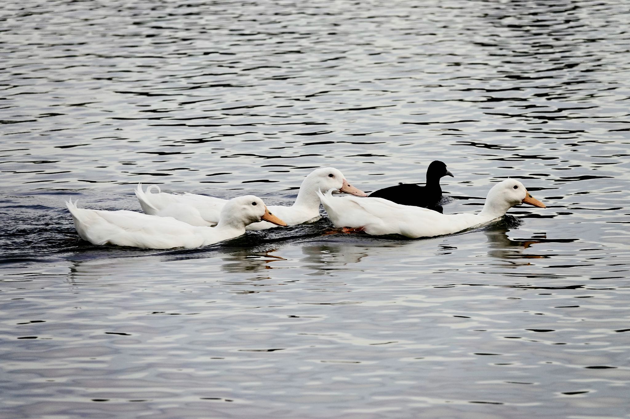 Aylesbury duck？ by のどか