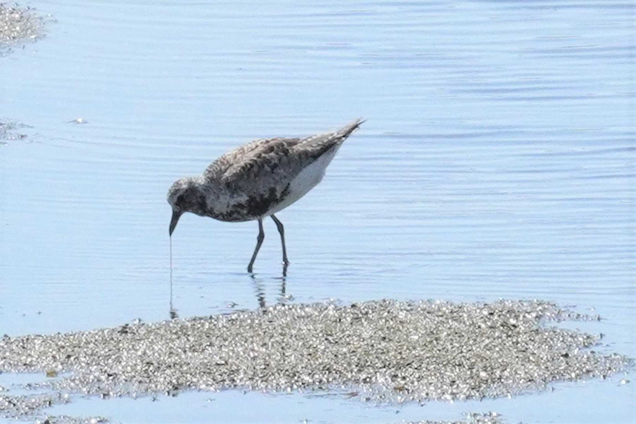 Grey Plover