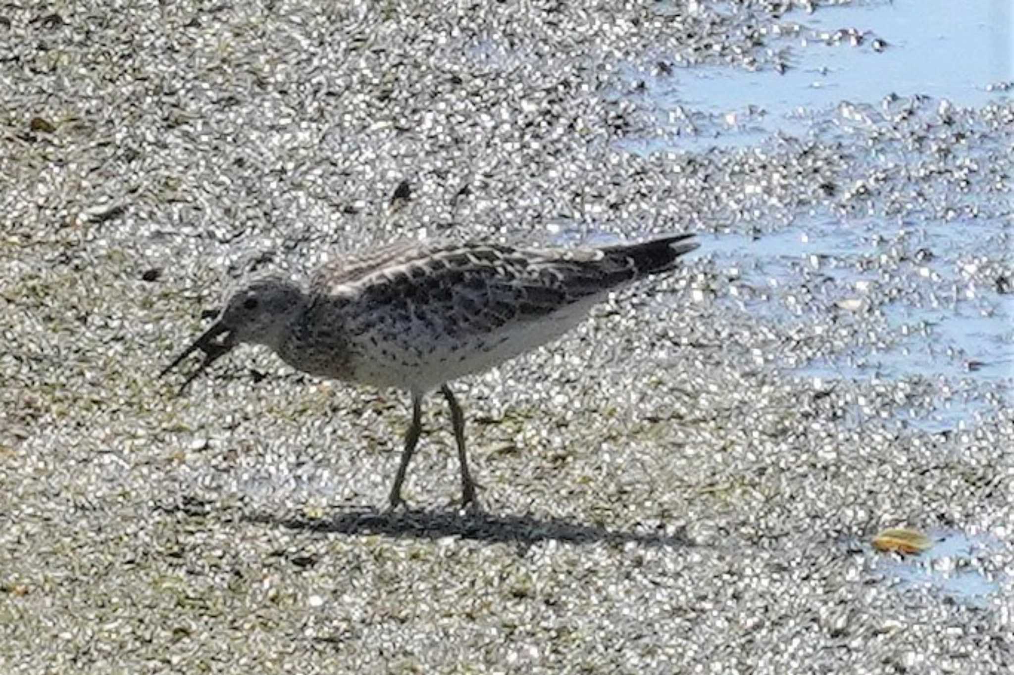 Great Knot