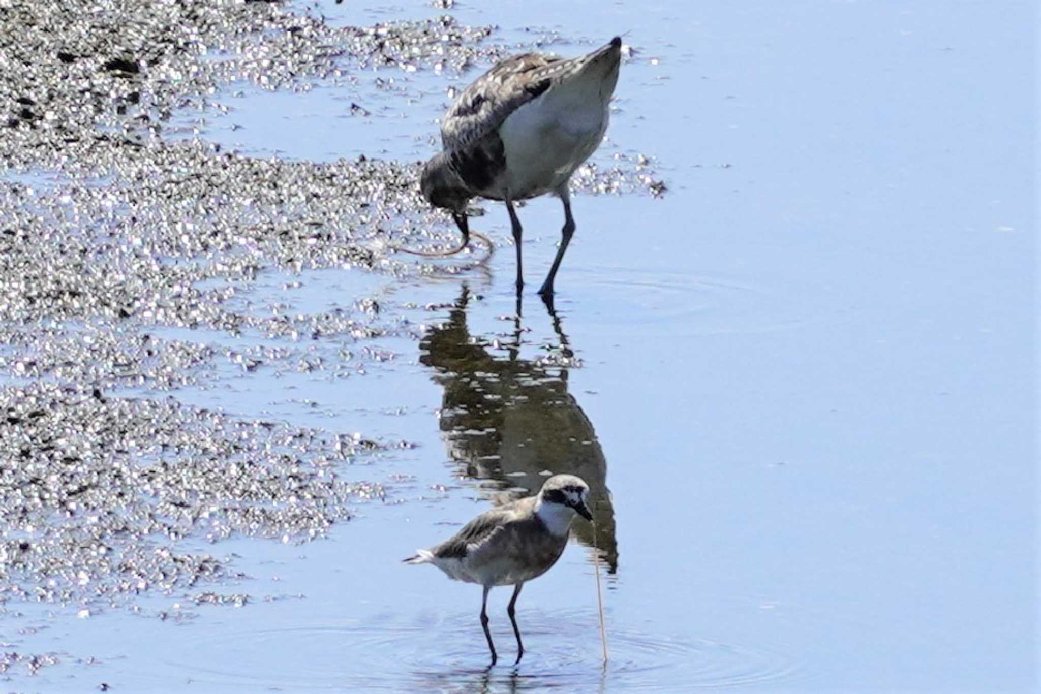 Siberian Sand Plover