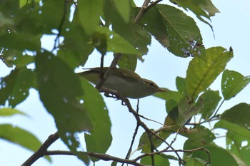 Eastern Crowned Warbler Mie-ken Ueno Forest Park Sun, 8/26/2018