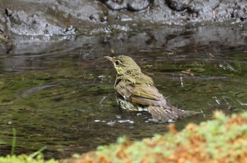 Japanese Leaf Warbler Okuniwaso(Mt. Fuji) Mon, 8/21/2023