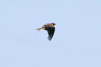 2023年8月17日(木) 平塚田んぼの野鳥観察記録