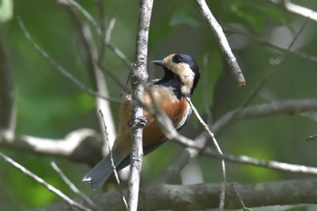 Sun, 8/26/2018 Birding report at Mie-ken Ueno Forest Park