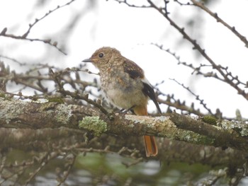 Daurian Redstart 八島湿原(八島ヶ原湿原) Mon, 8/21/2023