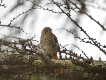 Daurian Redstart 八島湿原(八島ヶ原湿原) Mon, 8/21/2023