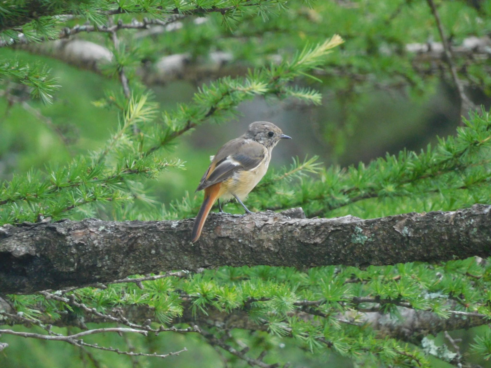 Photo of Daurian Redstart at 八島湿原(八島ヶ原湿原) by ucello