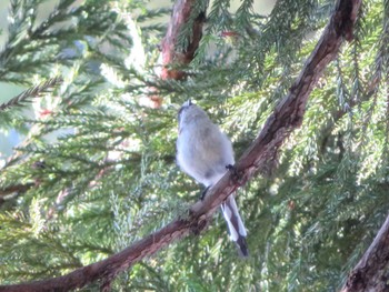 Long-tailed Tit 十日町市 Sun, 8/20/2023