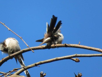 Long-tailed Tit 十日町市 Sun, 8/20/2023