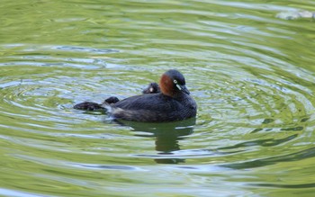 2018年8月26日(日) 八丁湖の野鳥観察記録