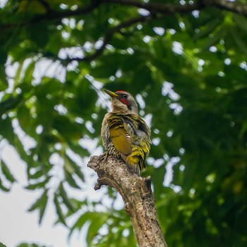 Japanese Green Woodpecker 観音崎公園 Fri, 6/16/2023