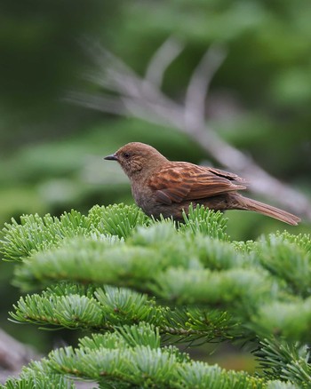 カヤクグリ 大弛峠(山梨県) 2023年8月19日(土)