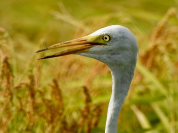 Medium Egret 三重県鈴鹿市 Tue, 8/22/2023