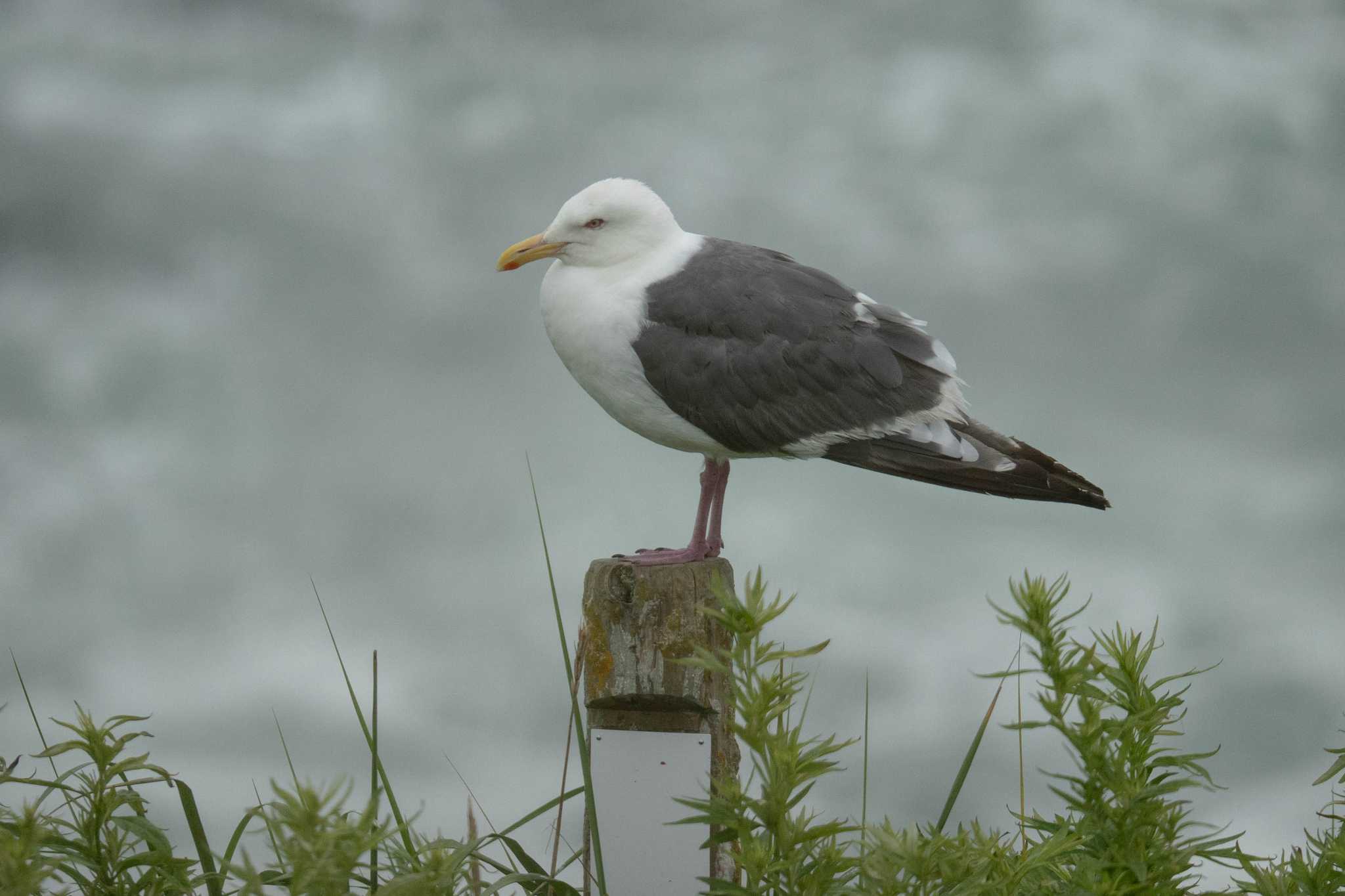 Slaty-backed Gull