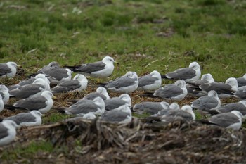 Sun, 8/6/2023 Birding report at Notsuke Peninsula