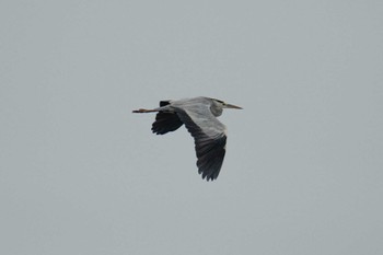 Grey Heron Notsuke Peninsula Sun, 8/6/2023