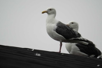 Slaty-backed Gull 相泊 Sun, 8/6/2023