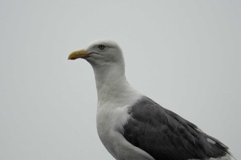 Slaty-backed Gull 相泊 Sun, 8/6/2023