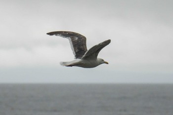 Slaty-backed Gull 相泊 Sun, 8/6/2023