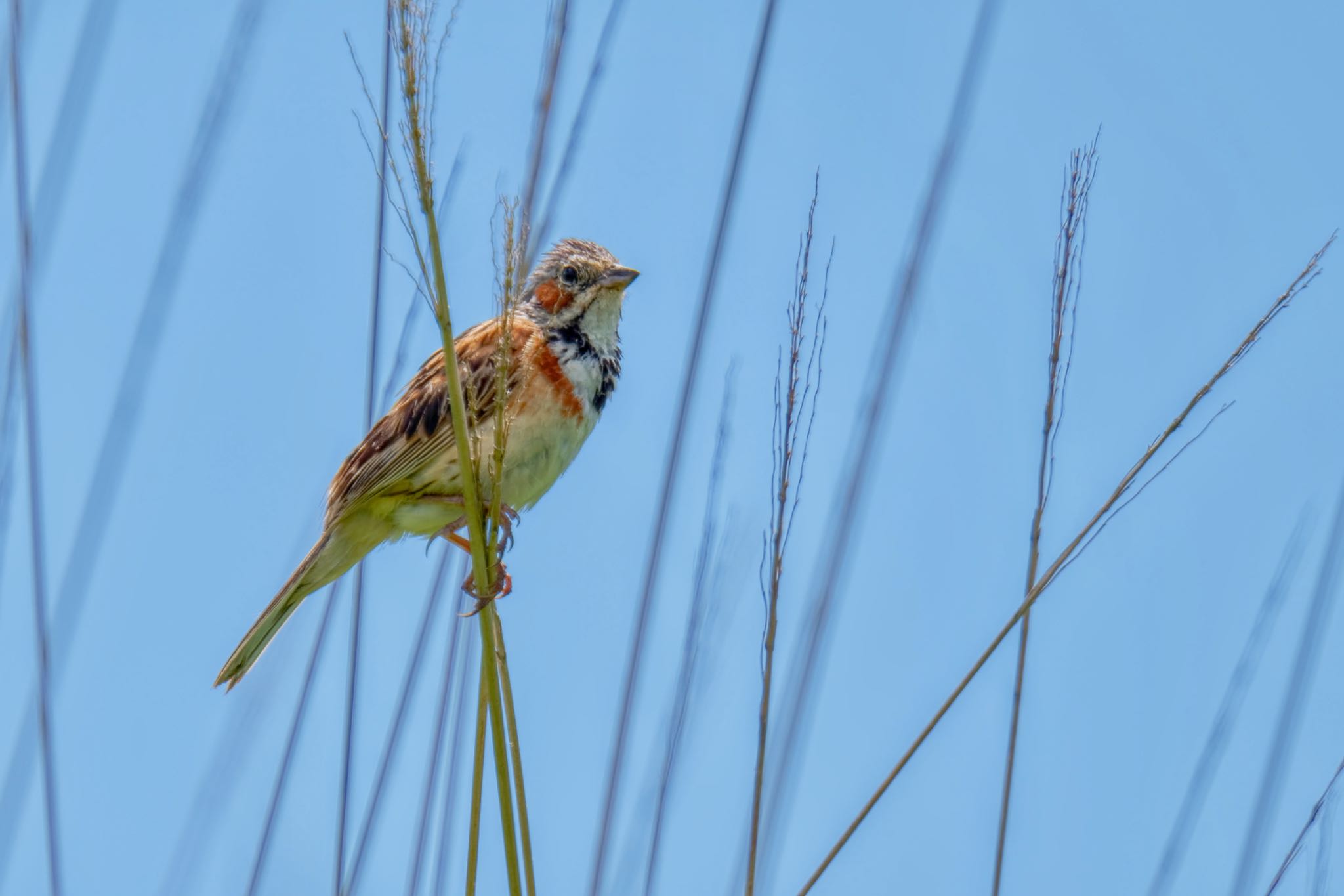 Photo of Chestnut-eared Bunting at JGSDF Kita-Fuji Exercise Area by アポちん