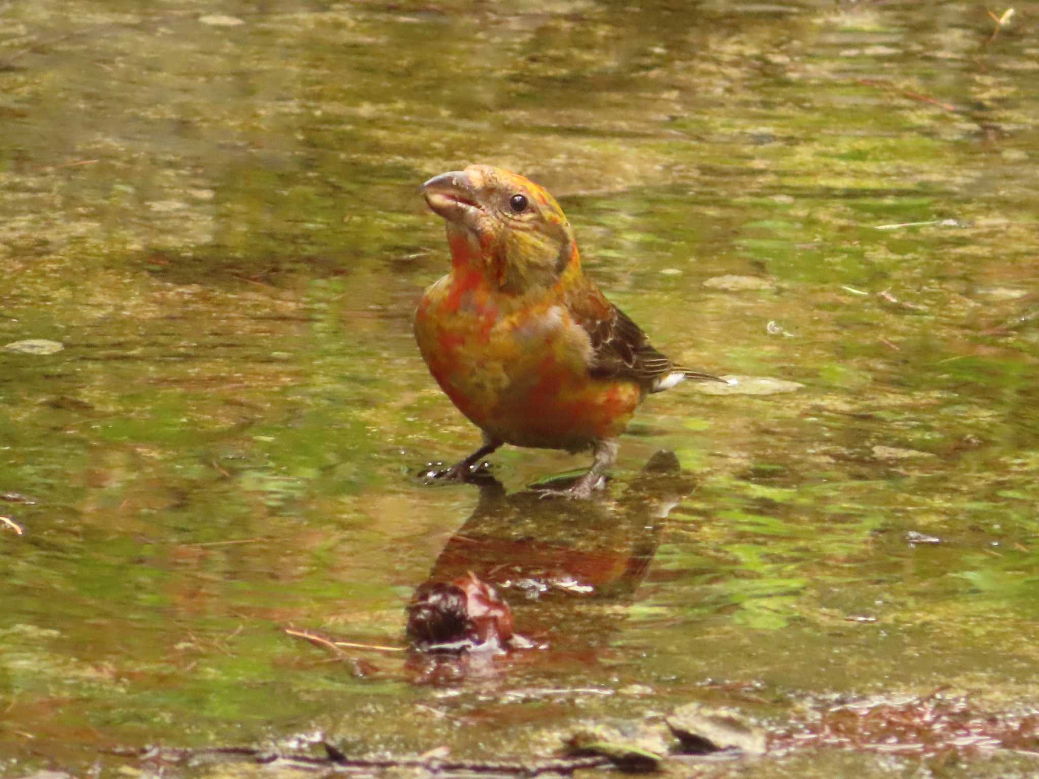 Photo of Red Crossbill at 創造の森(山梨県) by ゆ