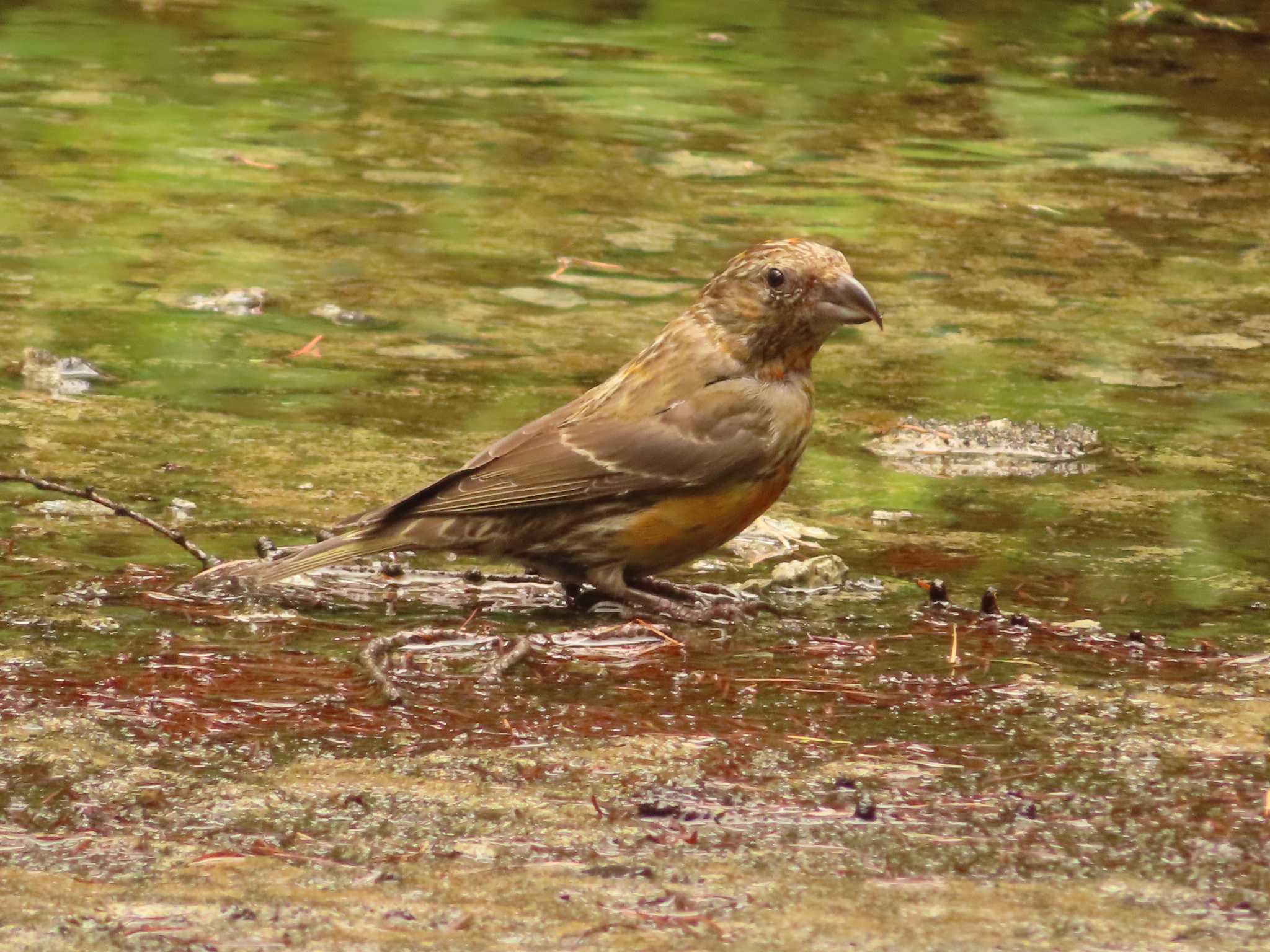 Photo of Red Crossbill at 創造の森(山梨県) by ゆ