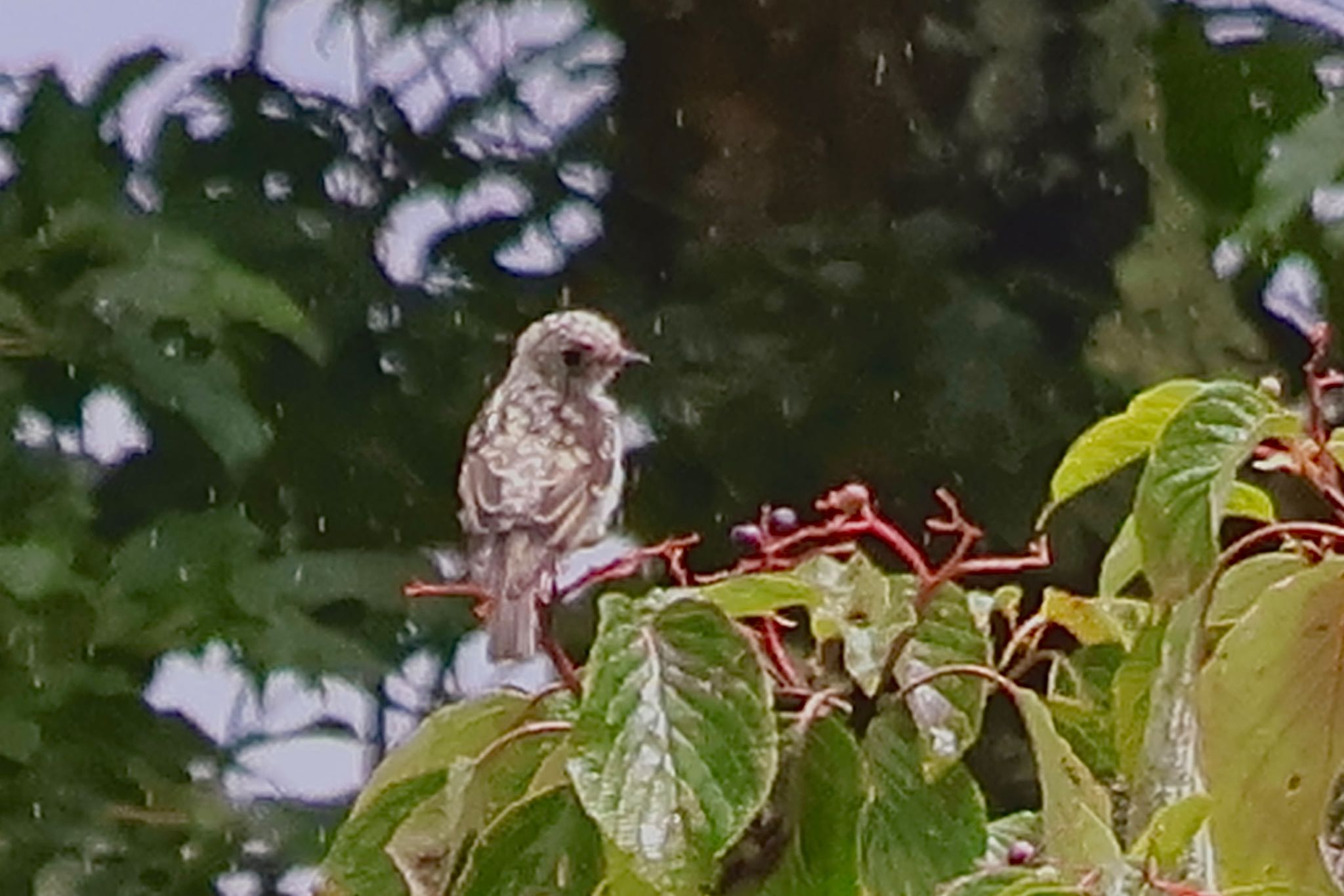 Narcissus Flycatcher