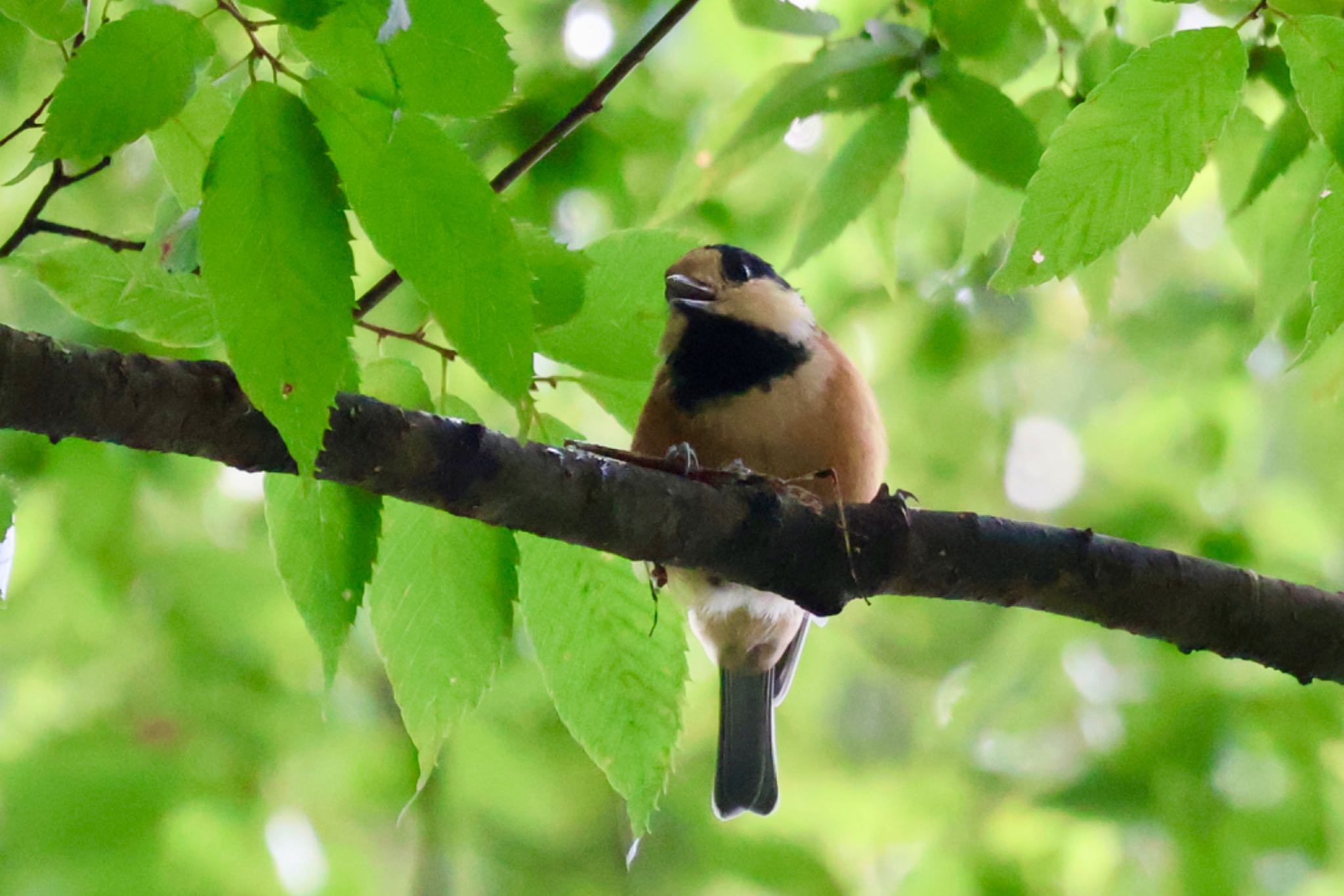 Varied Tit