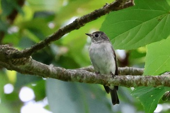 Asian Brown Flycatcher Saitama Prefecture Forest Park Wed, 8/16/2023