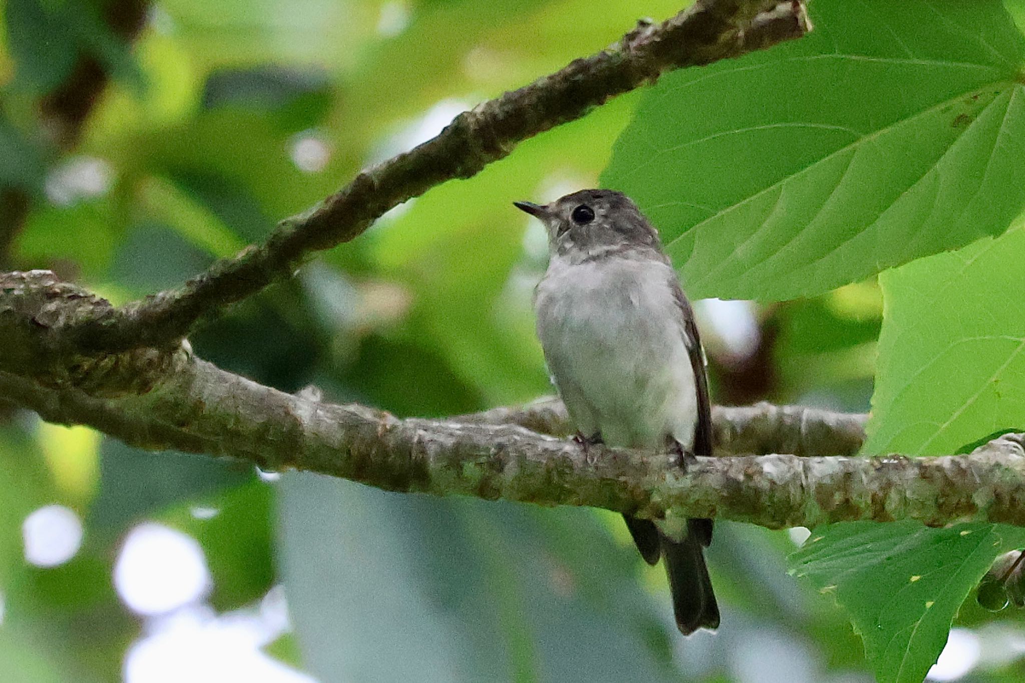 Asian Brown Flycatcher