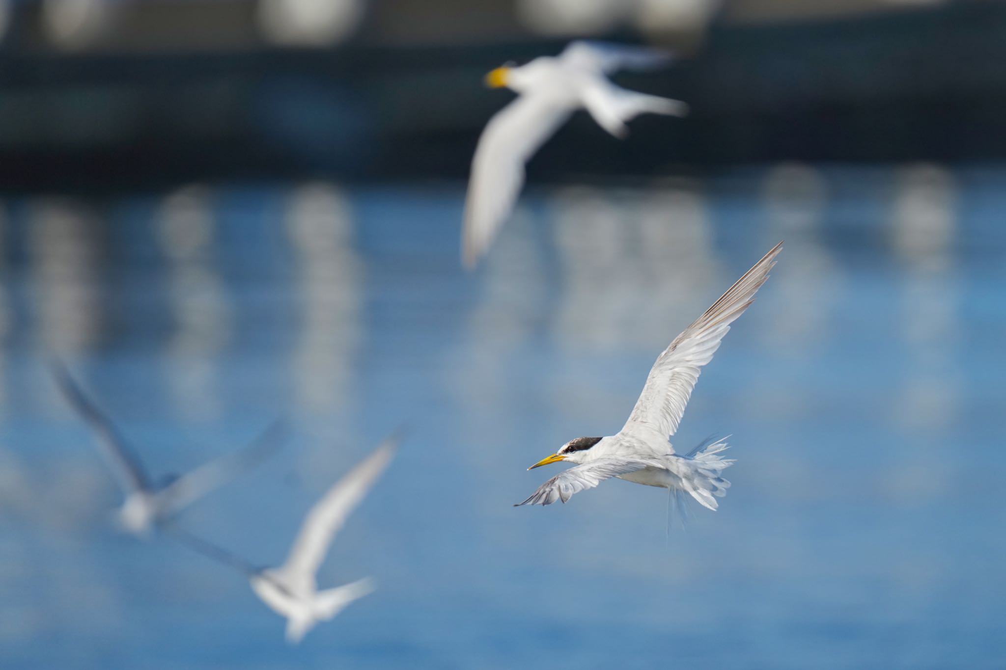 Little Tern