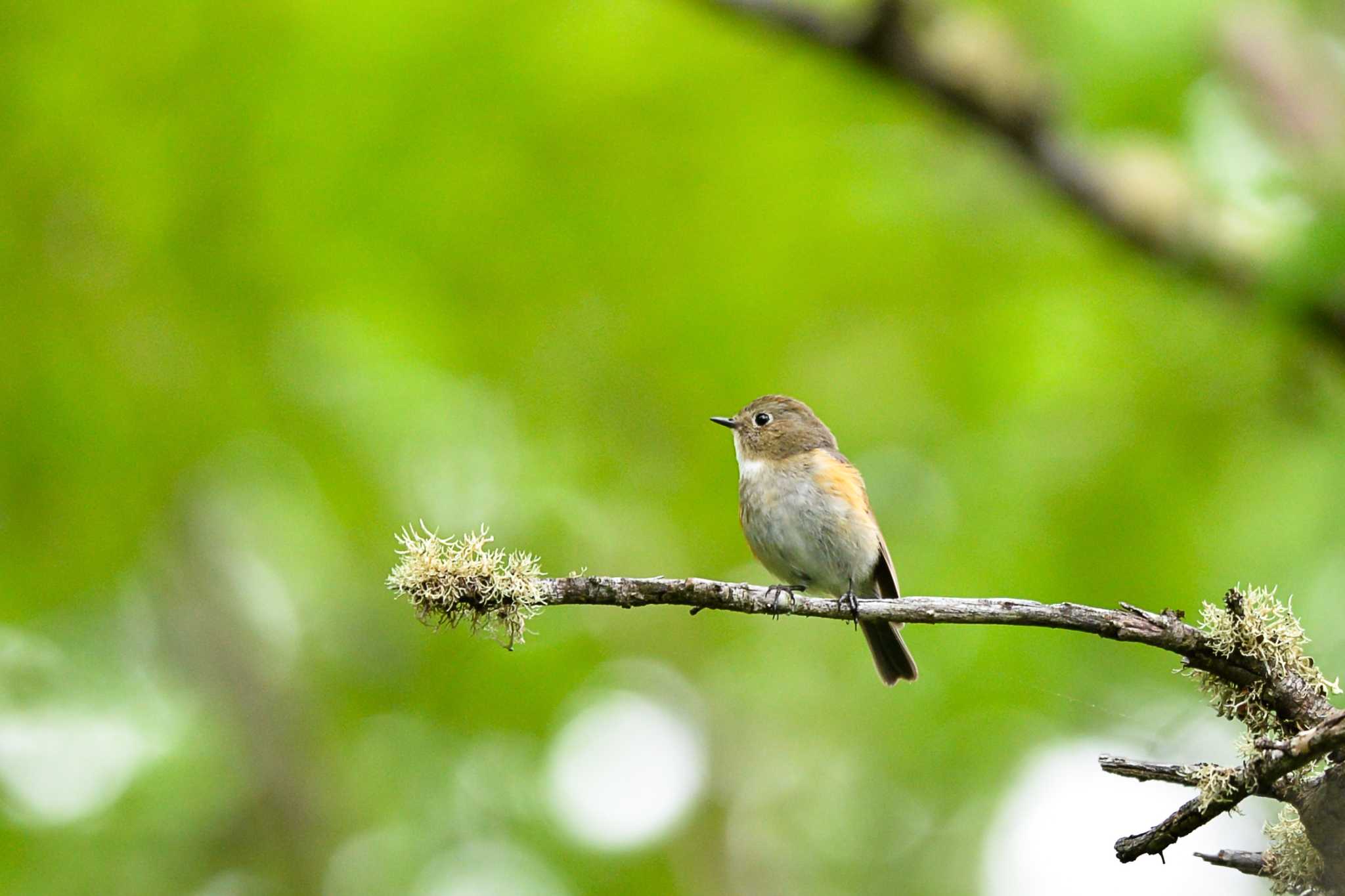 Photo of Red-flanked Bluetail at 富士山御中道 by Yokai