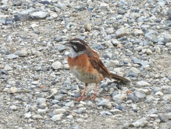 Tue, 8/22/2023 Birding report at Watarase Yusuichi (Wetland)