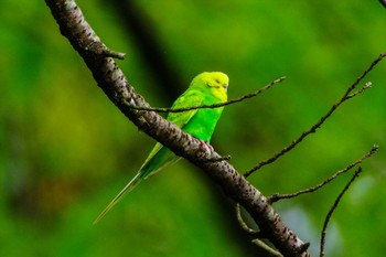 セキセイインコ 厚木七沢森林公園 2023年8月19日(土)