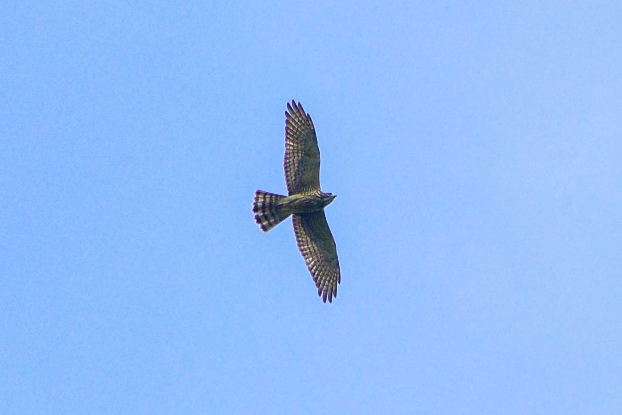 Grey-faced Buzzard